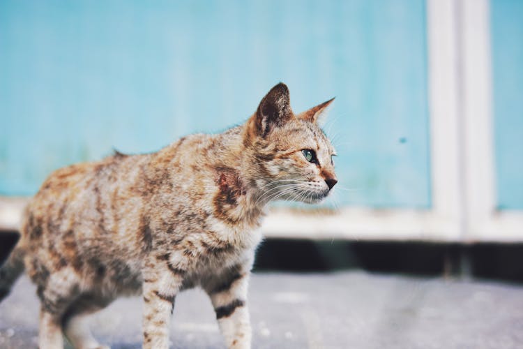 Stray Cat Walking On Street