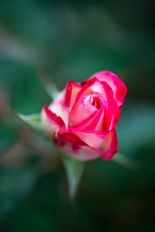 Free Close Up Photo of a Rose Stock Photo