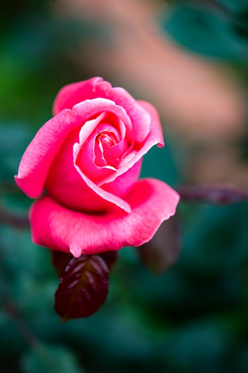 Close-Up Photo of a Pink Rose in Bloom
