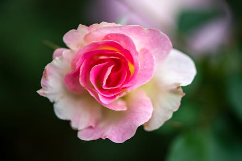 Free Close-Up Photo of a White and Pink Rose Stock Photo