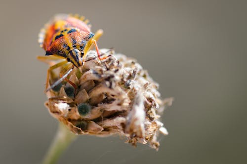 Бесплатное стоковое фото с beetle, апельсин, животное