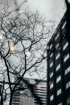 Leafless tree against a backdrop of modern architecture in downtown Ottawa, captured in a low-angle shot.
