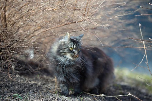 Photo of Cat Beside Leafless Plant