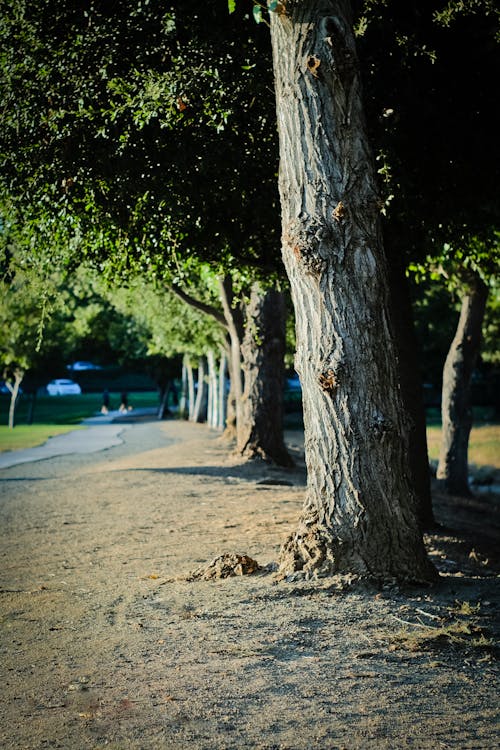 Foto d'estoc gratuïta de arbre, arbres, assolellat