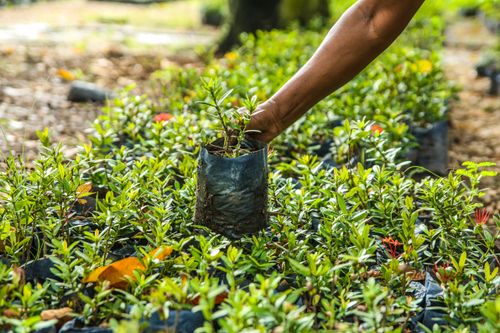 Free A close-up of a person's hand planting a seedling in a vibrant garden. Stock Photo