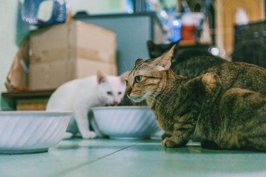 三只家猫在室内专注进食的特写镜头，皮毛充满活力