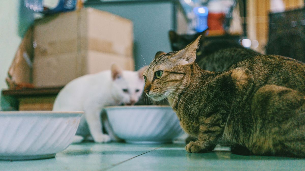 Chicken-Free Cat Food: How to Check the Entire Label