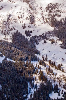 Scenic View of the Trees