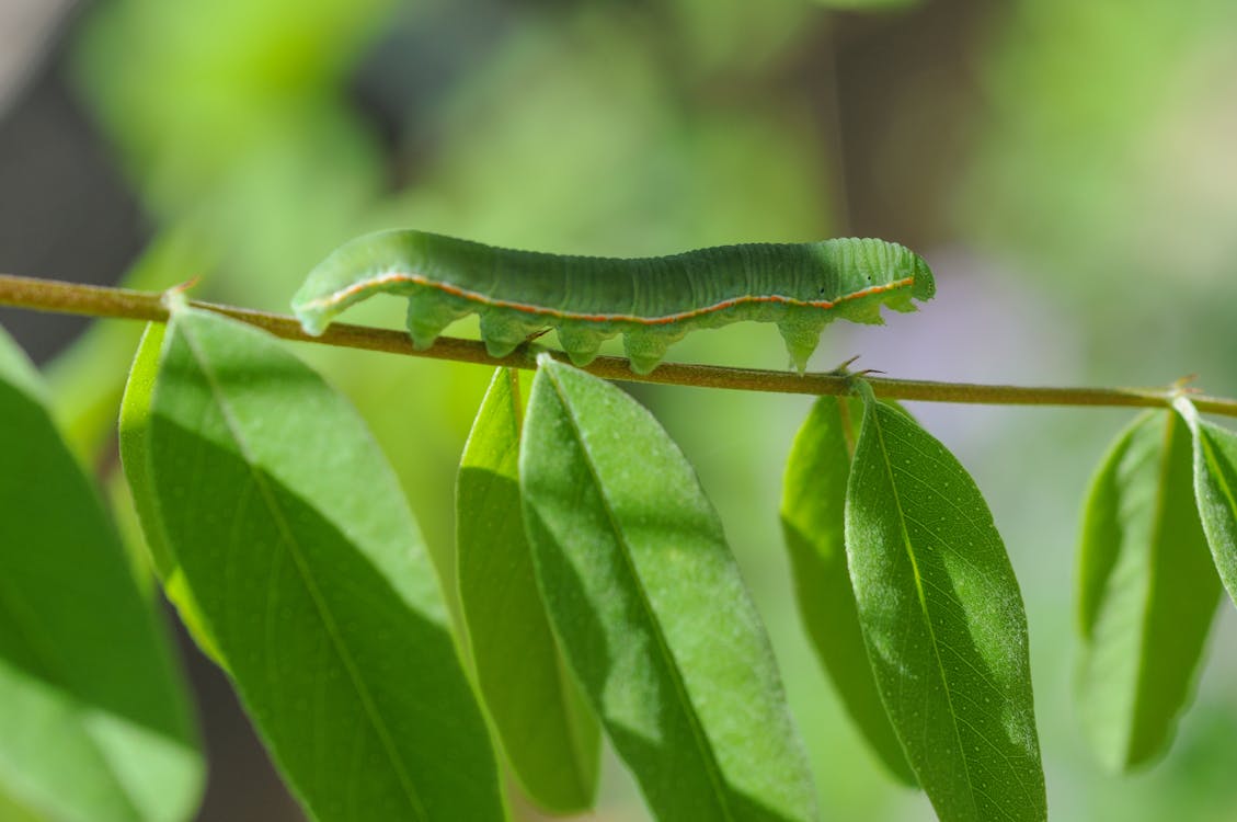 Immagine gratuita di avvicinamento, caterpillar, colore