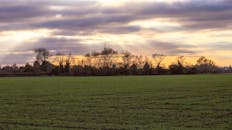 乡村日出宁静，田野与树木映出剪影