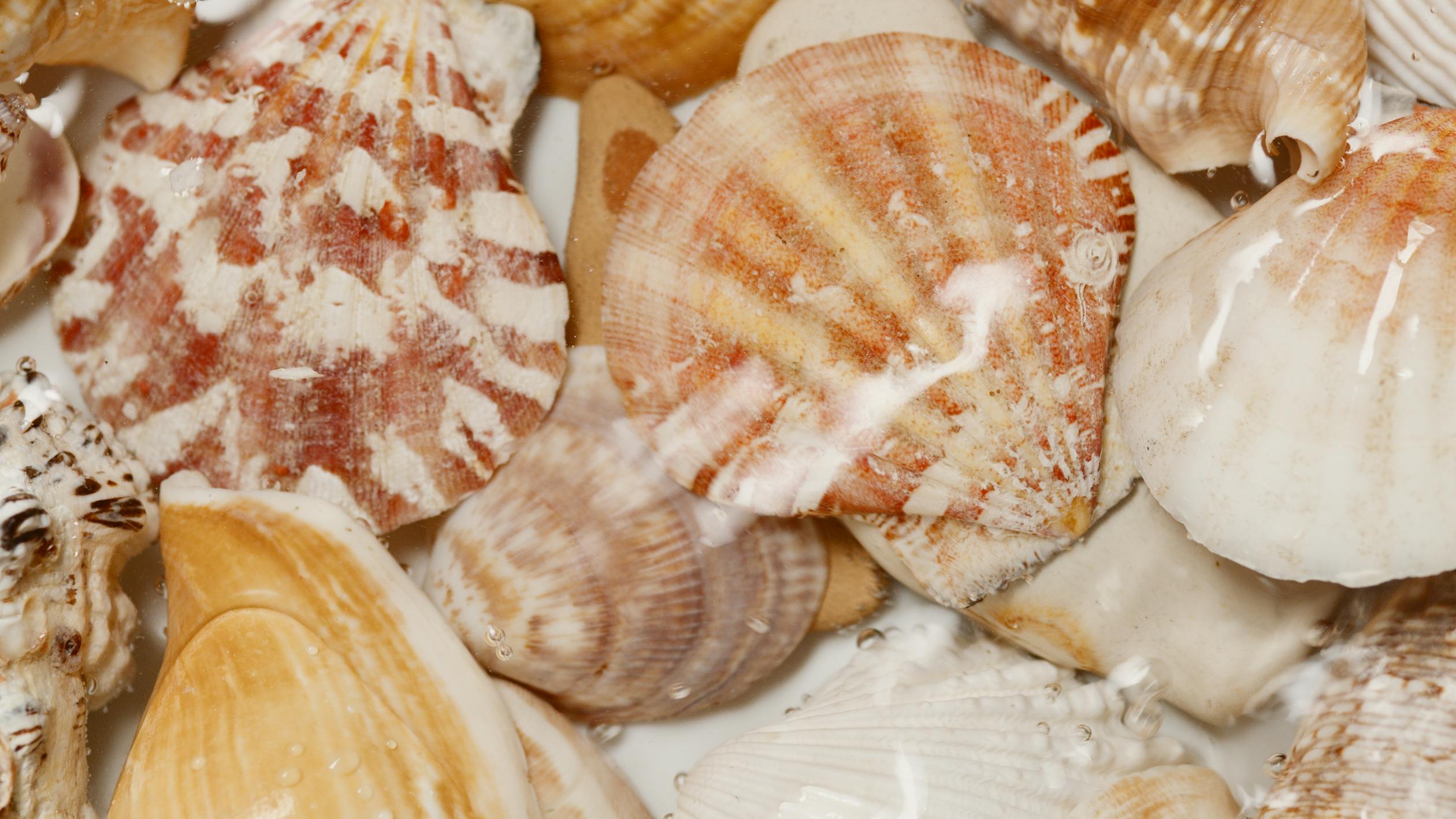 Collection of Assorted Shells · Free Stock Photo