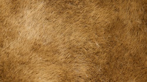 Brown Thick Fur 