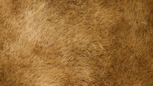 Brown Thick Fur 