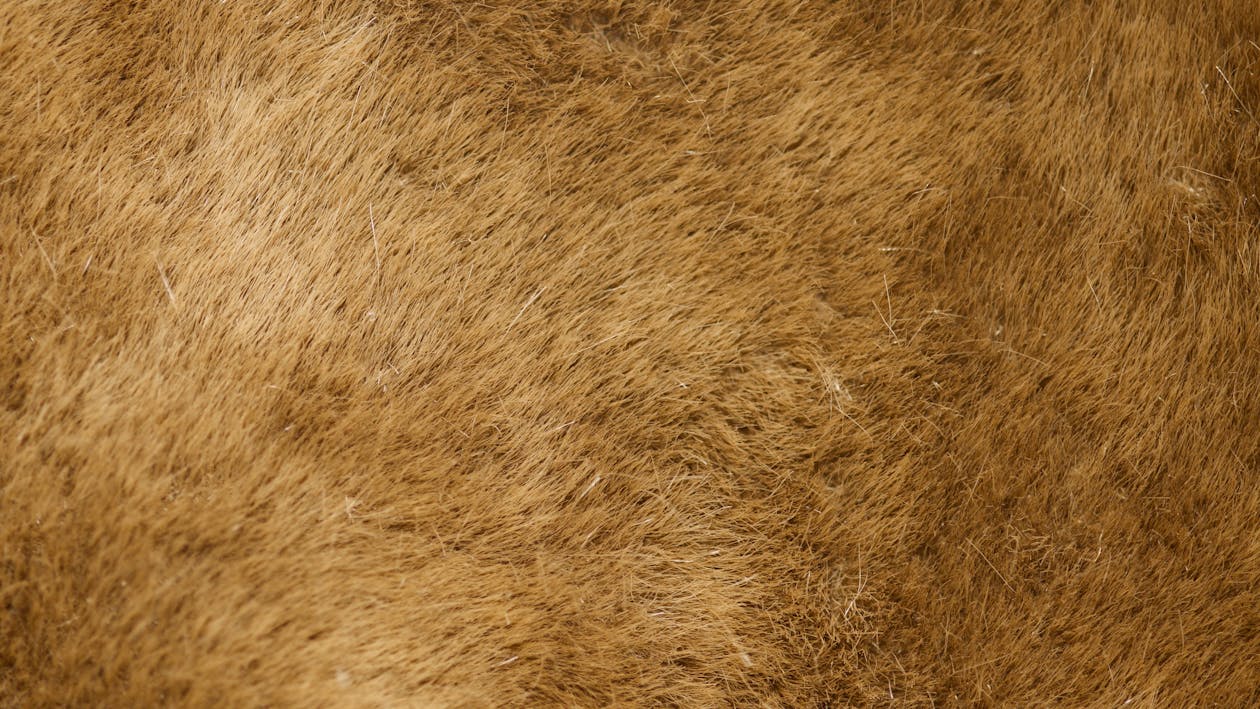 Darmowe zdjęcie z galerii z brązowy, delikatny, futro