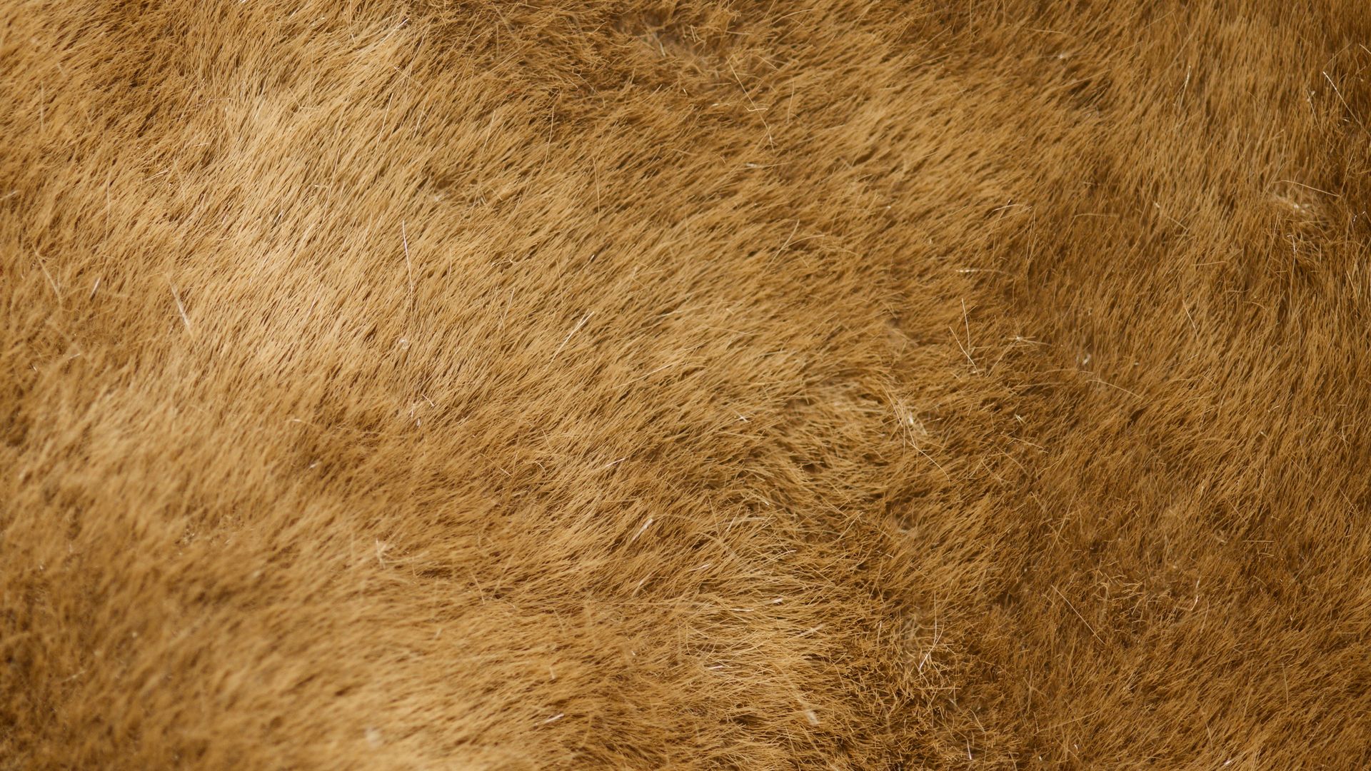 Brown Thick Fur