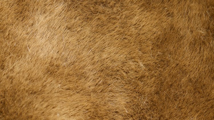 Brown Thick Fur 