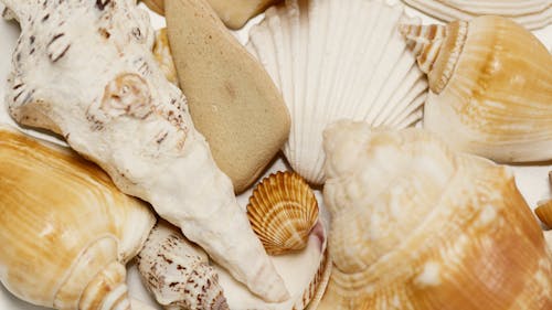 Collection of Assorted Seashells 