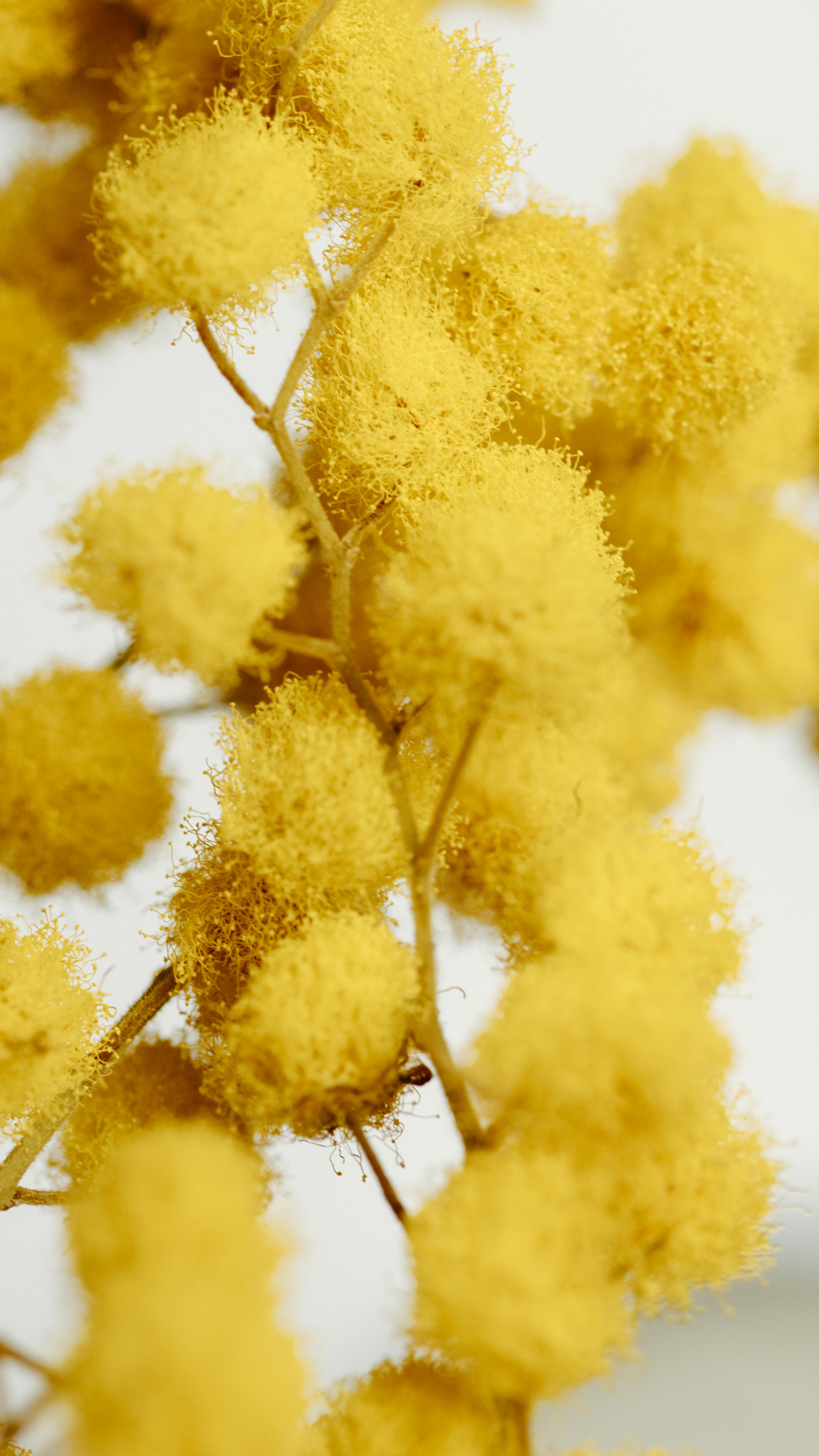 Yellow Mimosa Flower In Close Up Shot Free Stock Photo