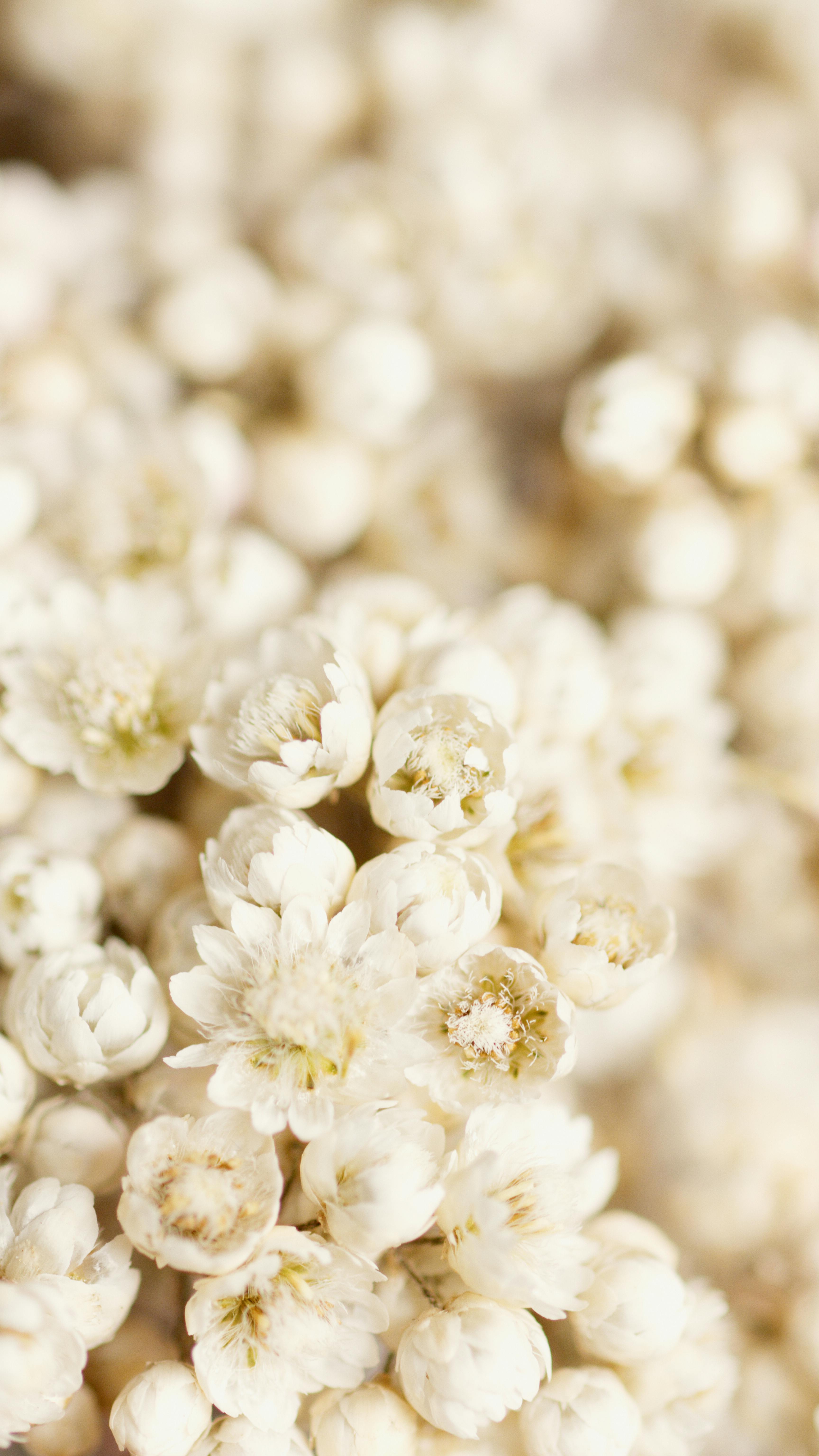 Soft focus image of white blossoms, ideal for floral backgrounds or decor.