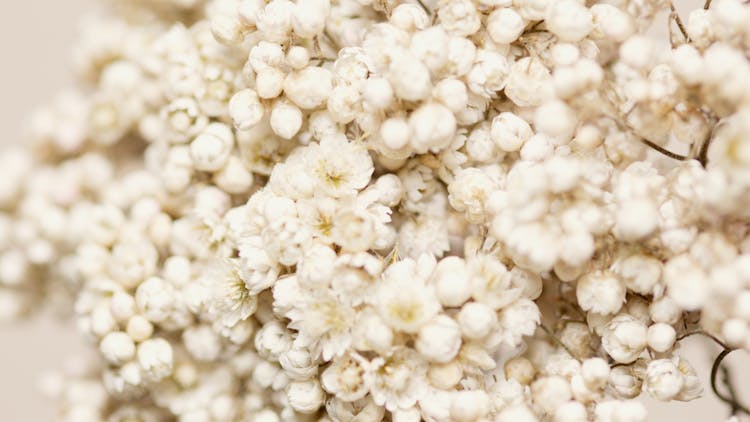 White Masses Of Flowers And Buds