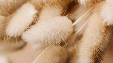 Pile of White Furry Grass Flowers