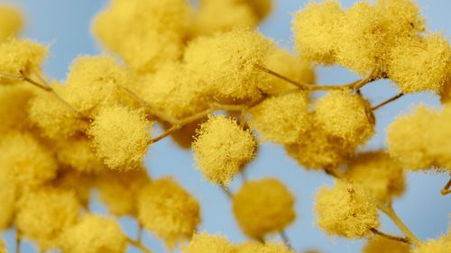 Free Vibrant close-up of fluffy yellow acacia flowers against a clear blue sky. Stock Photo