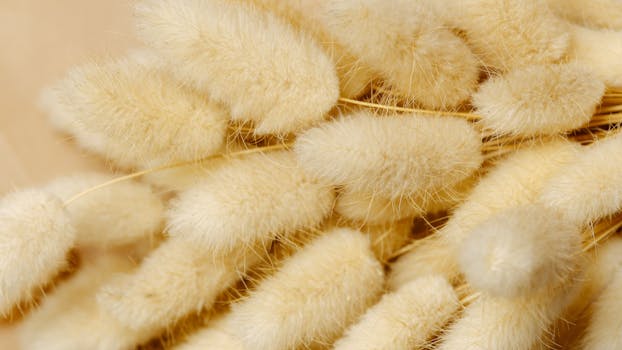 Macro photograph showcasing the delicate texture of beige fluffy grass flowers.