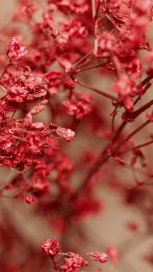 Red Flowers in Tilt Shift Lens