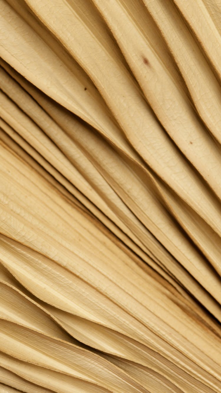 Dried Brown Palm Leaves In Close Up Photography