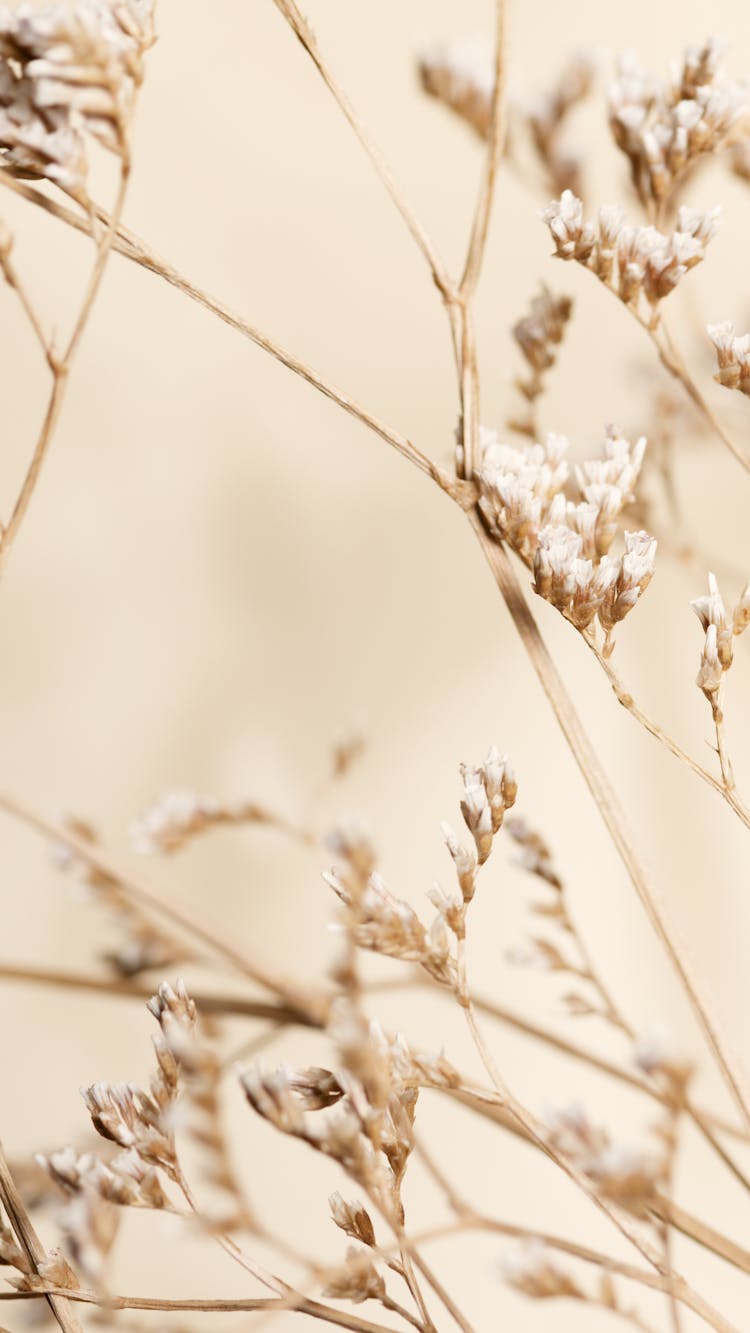 Brown Grass In Close-up Photography