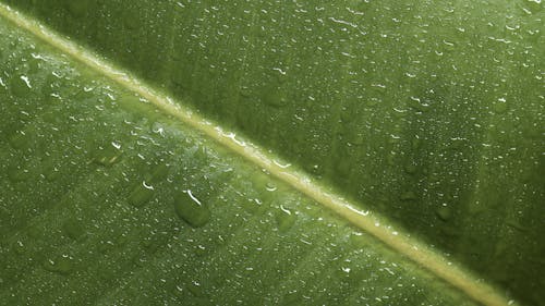 Close-Up Shot of Water Droplets in a Leaf