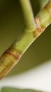 A Green Stem with Node and Petiole in Close-up shot