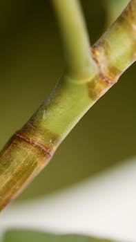 Detailed macro shot focusing on plant stem and node with green hues, highlighting organic textures.