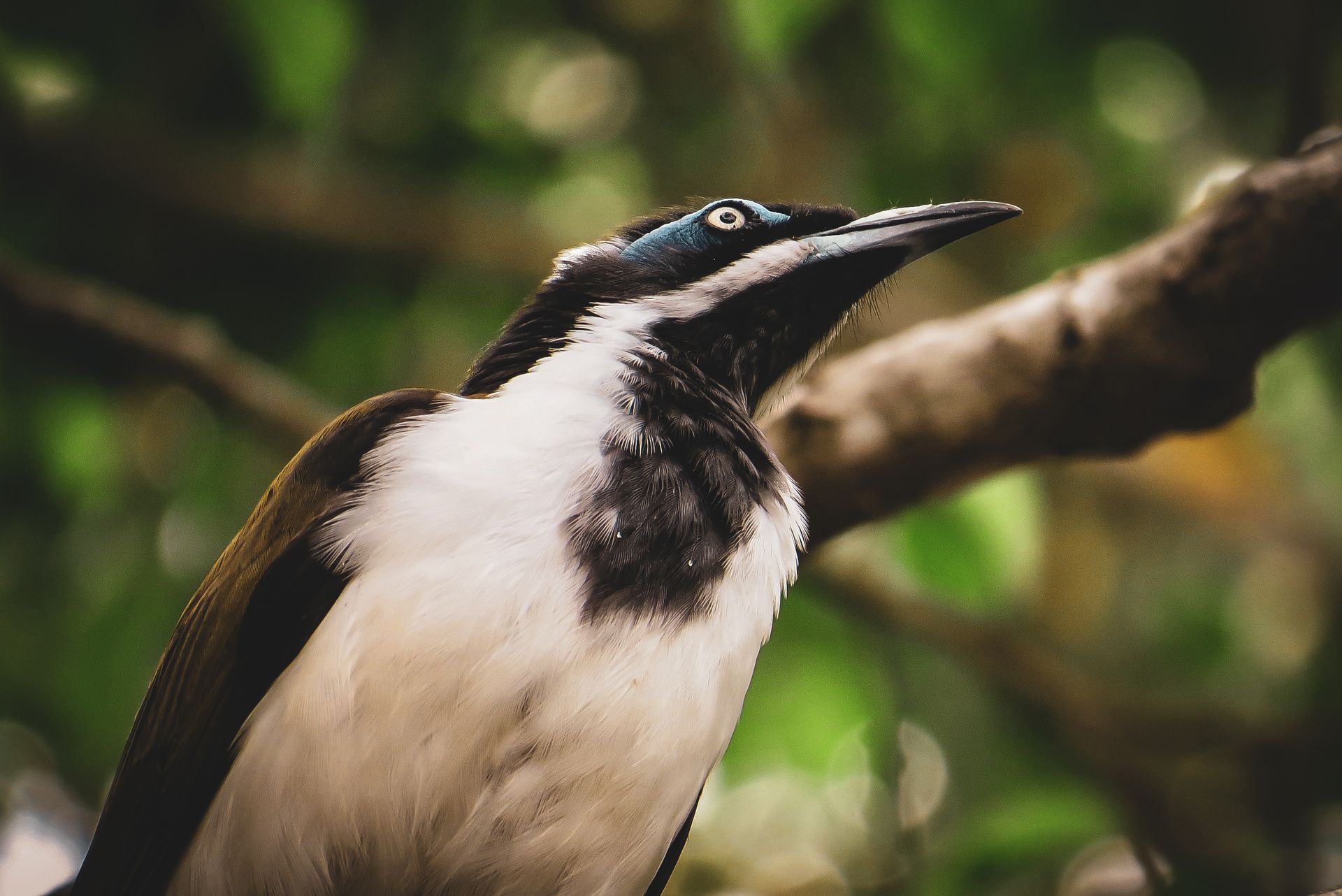 Close-Up Shot of a Honeyeater Bird