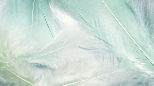 Close-up of delicate white feathers with a subtle light blue tint, showcasing smooth texture and elegance.