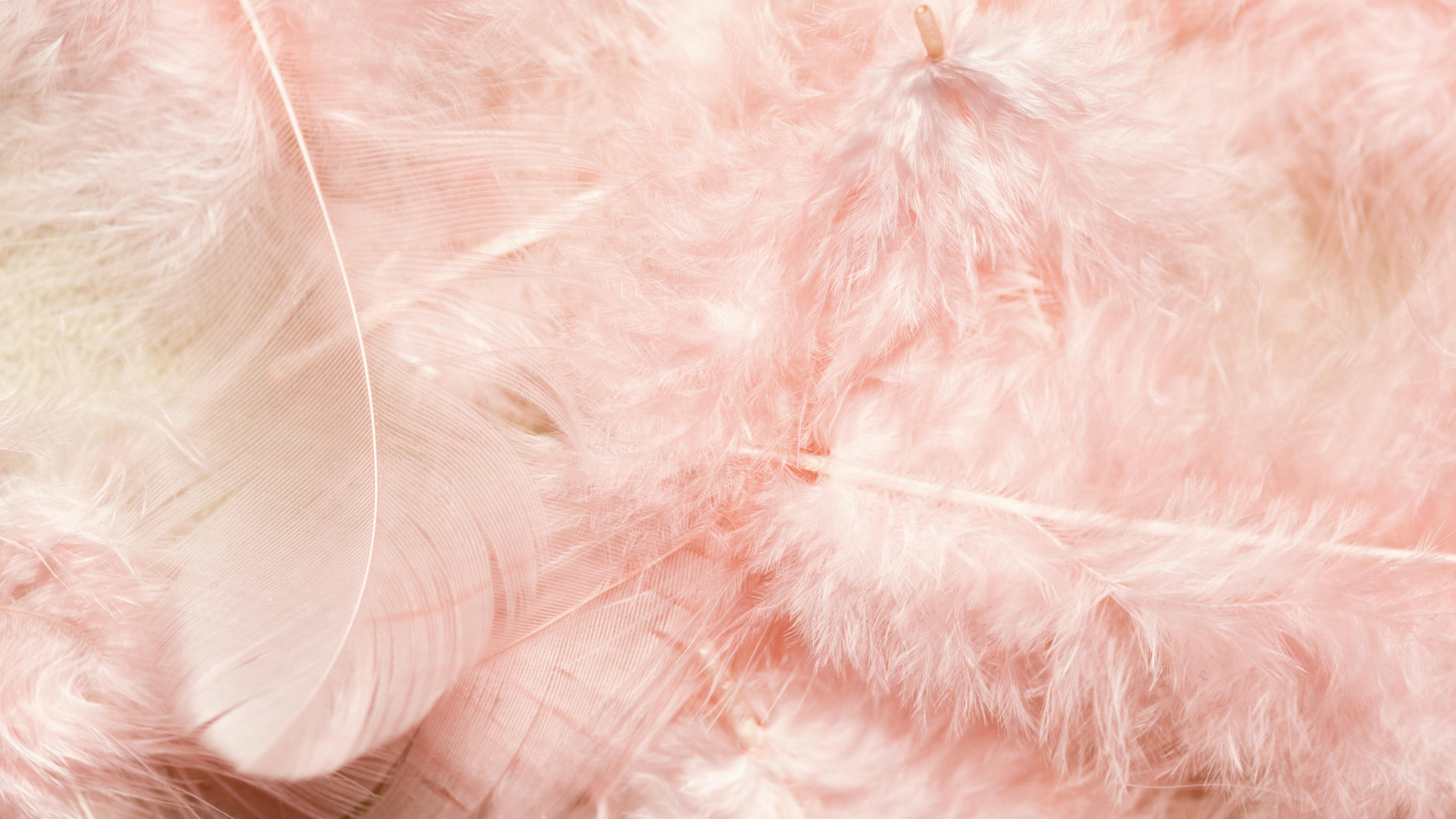Pale Pink Feathers DSLR 8KHD Background · Creative Fabrica