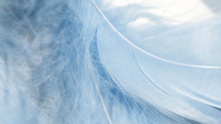 Strands Of A White Feather