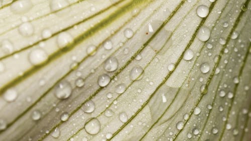 Close-Up Shot of Water Droplets in a Leaf