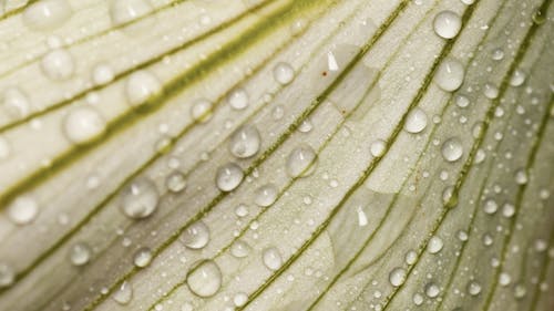 Fotos de stock gratuitas de de cerca, gotas de rocío, gotitas de agua