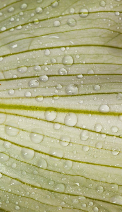 Close-Up Shot of Water Droplets on the Leaf