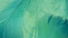 Macro Shot of Green Feathers