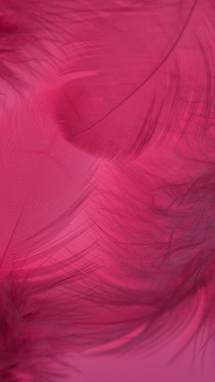 Photograph of Pink Feathers