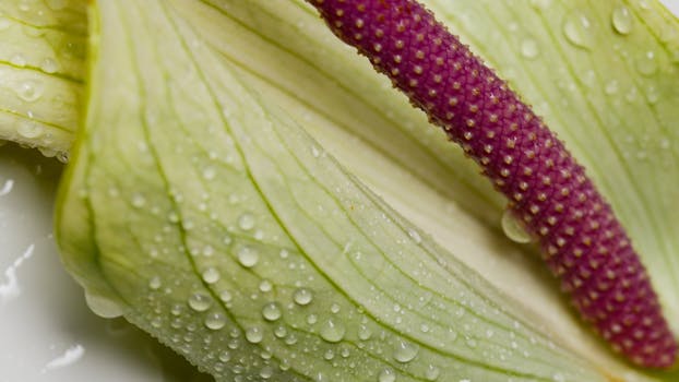 Extreme close-up of a dewy lily pad with vibrant stamen detail.