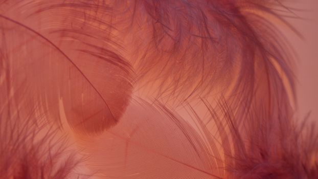 Close-up of delicate red feathers forming a textured abstract background, perfect for artistic designs.