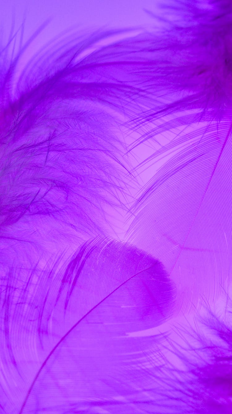 Photo Of Purple Feathers