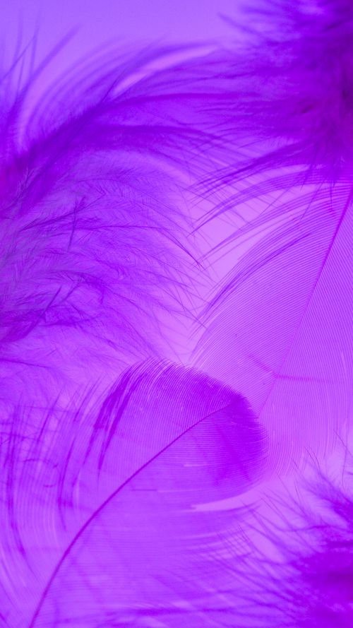 Free A vibrant display of purple feathers on an abstract background showcasing texture and color. Stock Photo