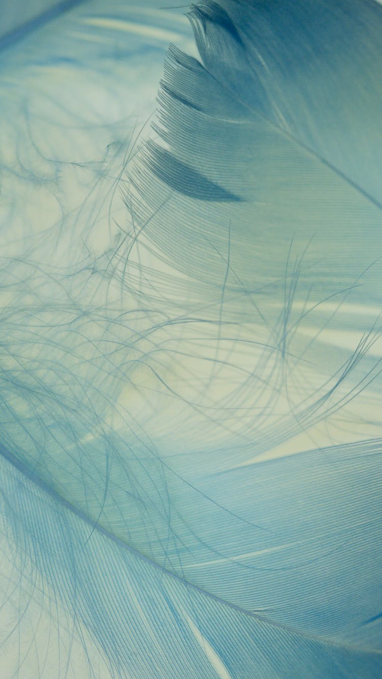 Blue Feathers With Flowing Strands