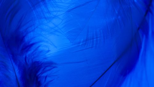 Free Macro shot of a vibrant blue feather showcasing detailed textures and patterns. Stock Photo