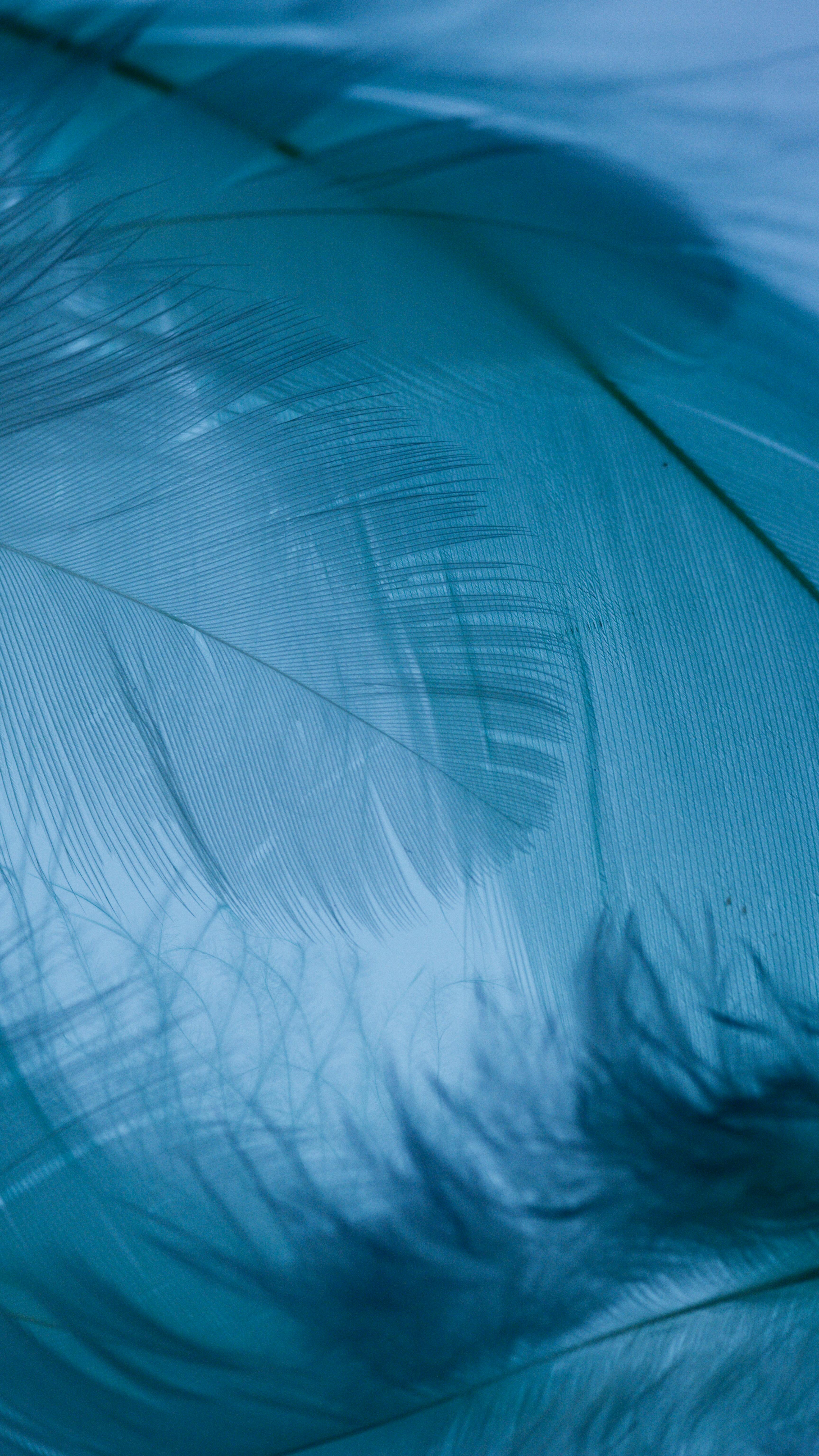 Close-up Shot of Feathers on a Teal Background · Free Stock Photo