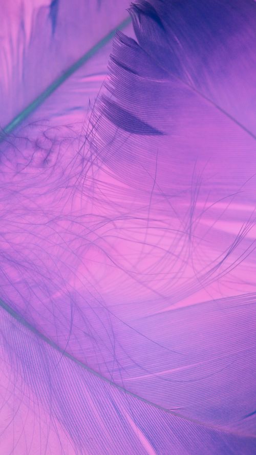 Free A detailed image of purple feather textures, perfect for backgrounds or abstract designs. Stock Photo